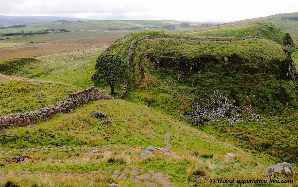 Sycamore tree (Robin Hood Prince of Thieves tree) on Hadrian's Wall