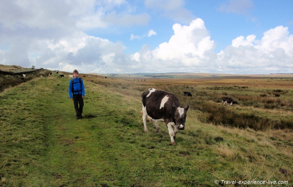 Walking among cows on the Hadrian's Wall Path, England