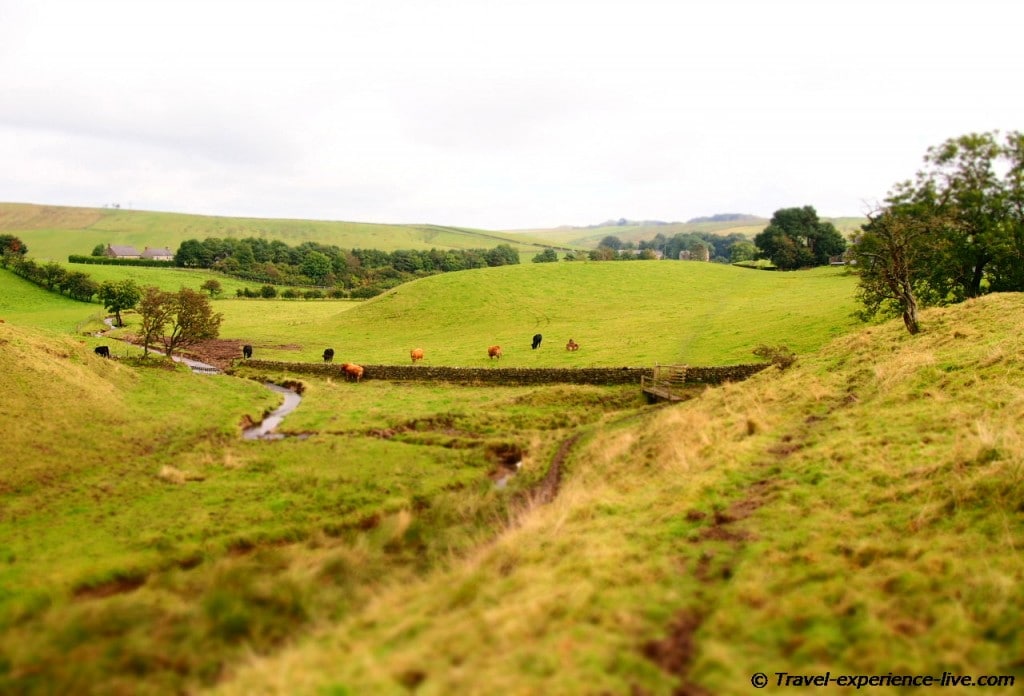 A field with cows in northern England