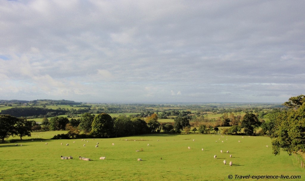 Sheep and fields in northern England, Hadrian's Wall Path
