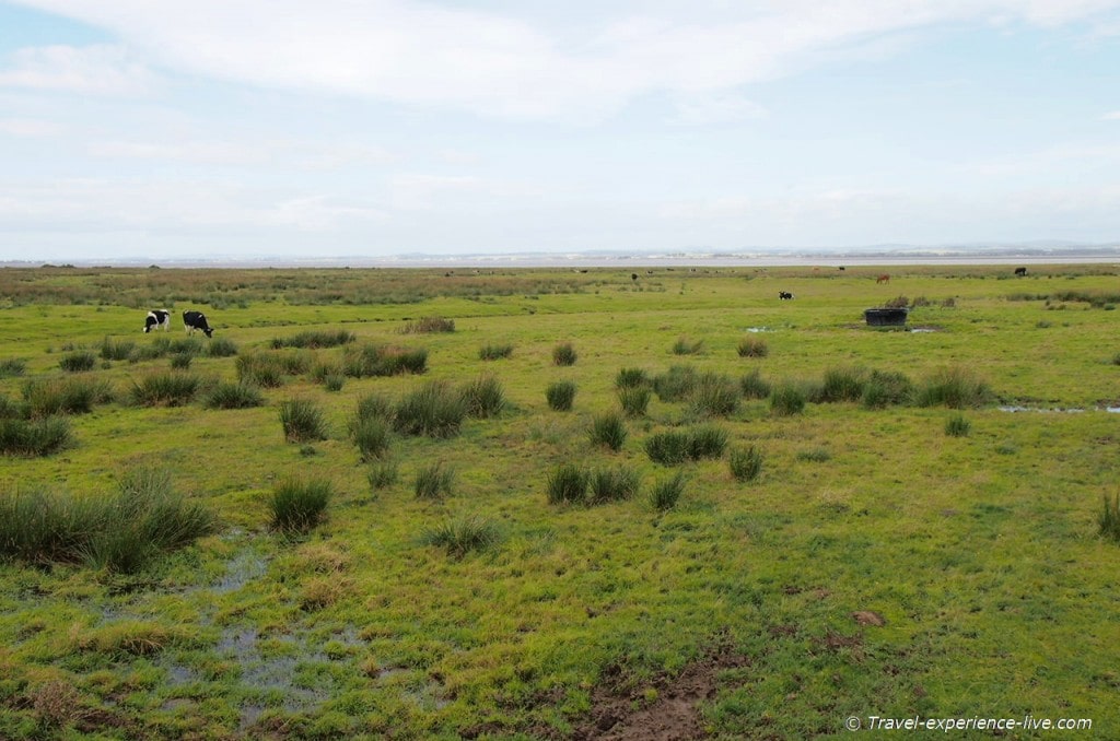 Solway salt marshes on Hadrian's Wall Path