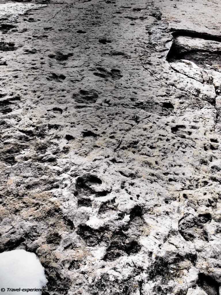 Dinosaur footprints on Dinosaur Ridge, Colorado.