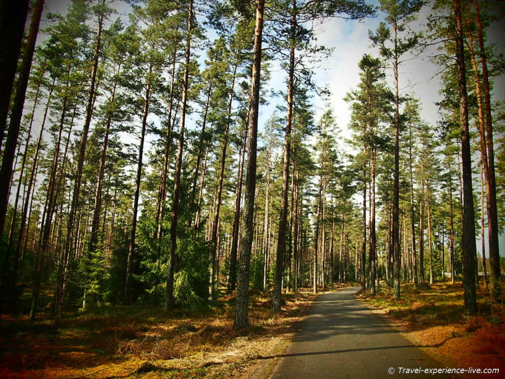 Cycling through a forest in Sweden.