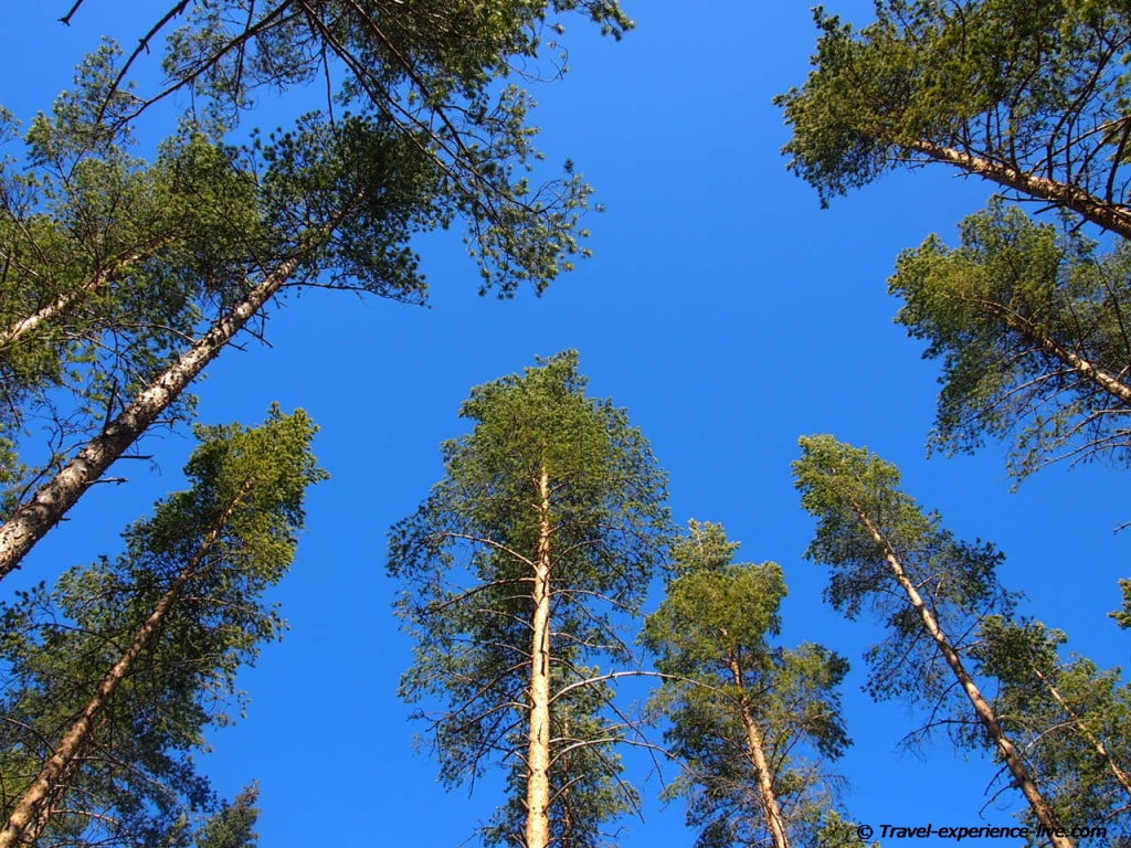 Pine trees and blue sky, Sweden.