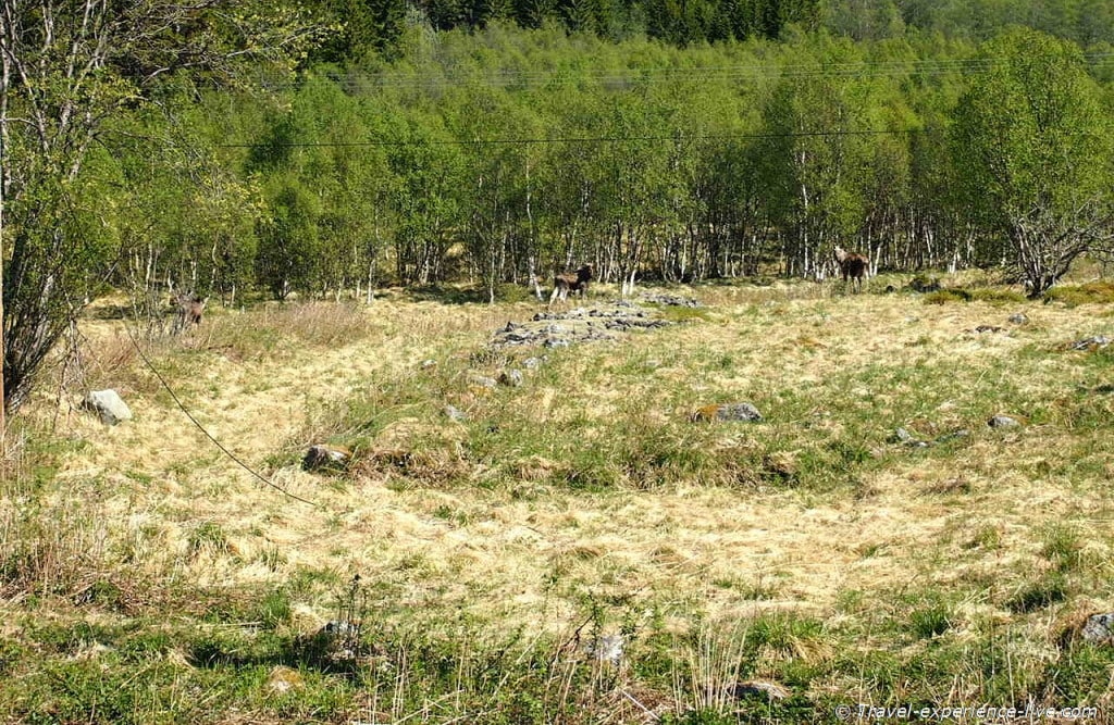 Moose in Norway.