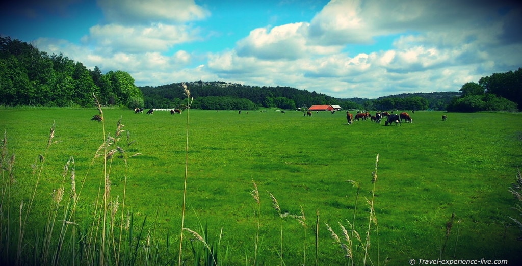 Cows and farm in Sweden.