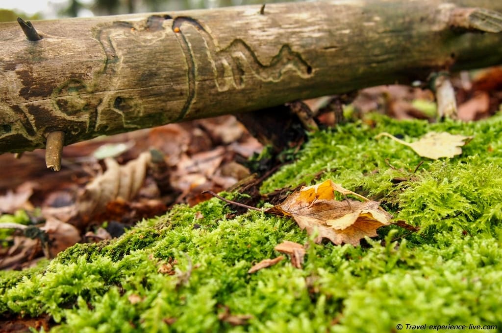 Moss, a branch and a leaf.