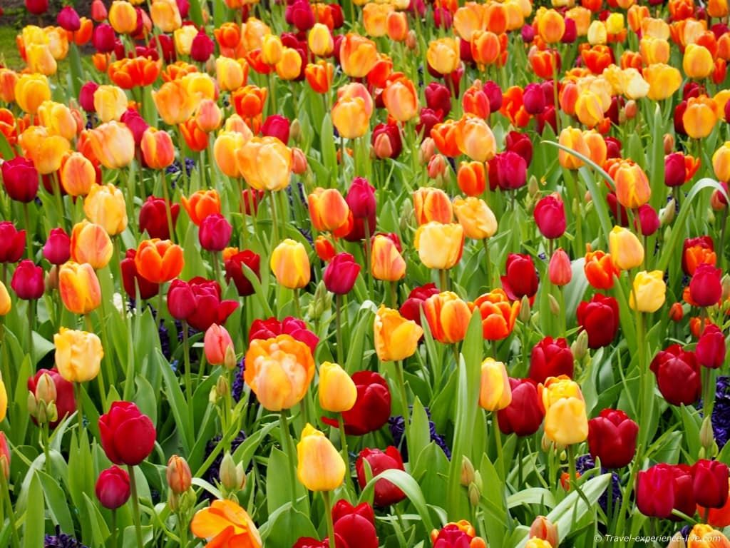 A Visit to Keukenhof in 40 Pictures - The National Parks Experience