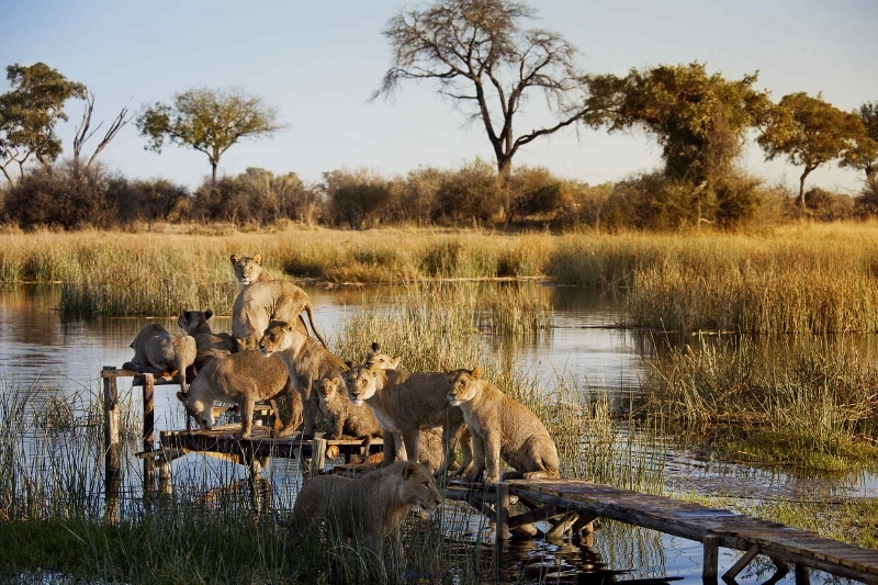 Selinda Reserve, Botswana.
