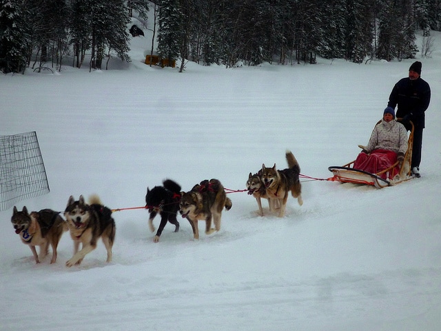 Riding with Huskies in Lapland.