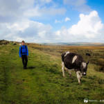 Hiking with Cows