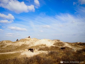 Horses grazing in the coastal dunes of the Netherlands