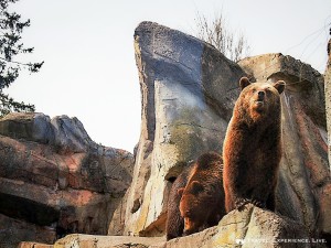 Brown bears in Skansen, Stockholm, Sweden