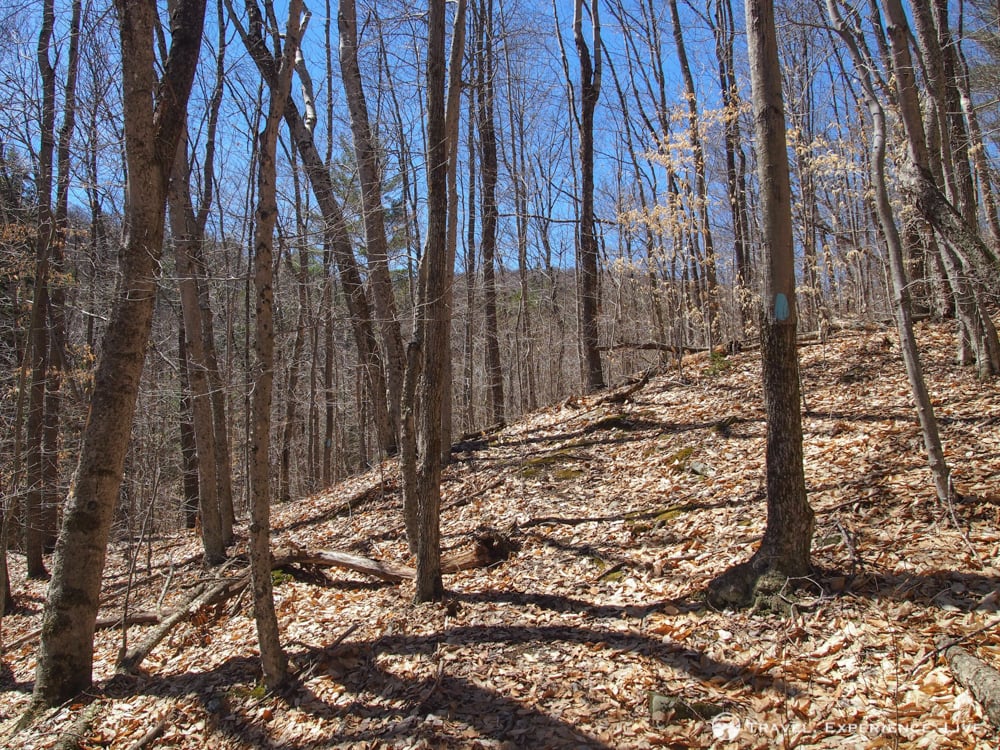 Trees on Bald Top Mountain, Vermont