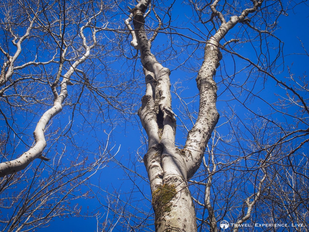 Woodpecker in Vermont