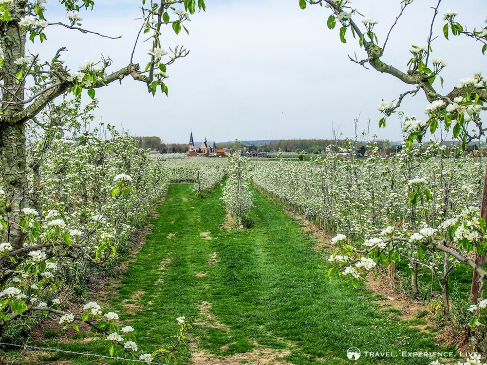 Essential Activities to do in Belgium: Blossoms in Haspengouw