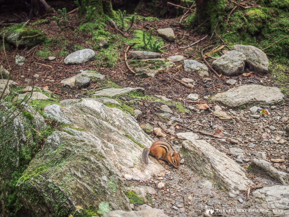 Chipmunk in the Green Mountains, Vermont