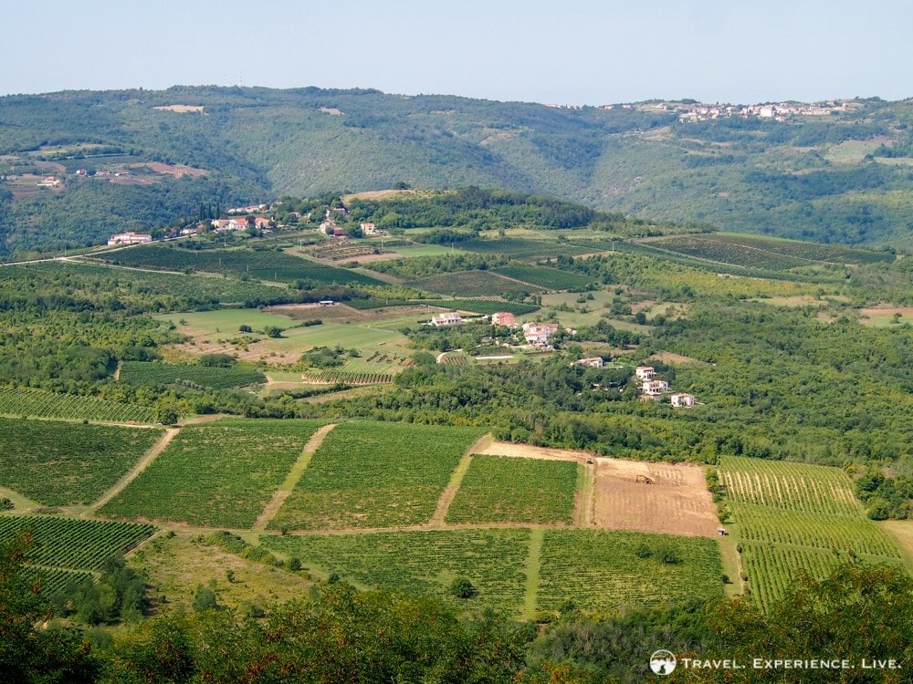 Vineyards in Istria, Croatia