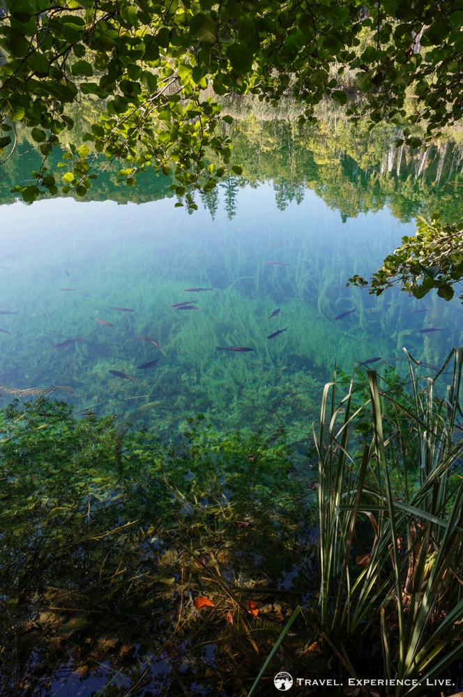 Fish in Plitvice Lakes, Croatia