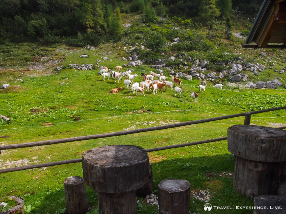 Goats in the Julian Alps