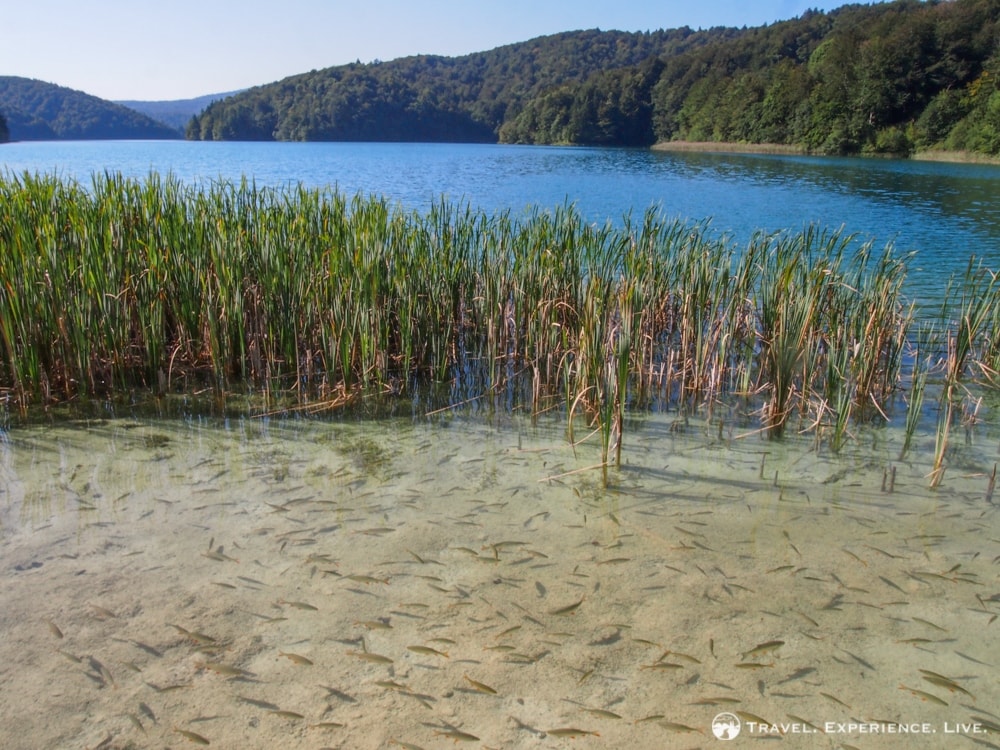 School of fish in Plitvice Lakes