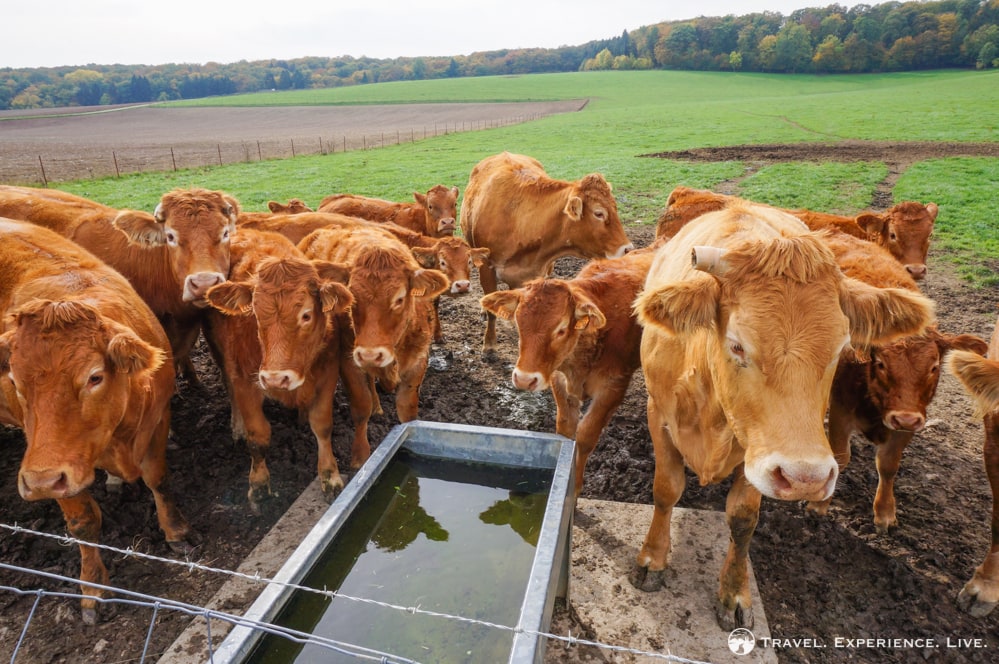 Cows in rural Luxembourg