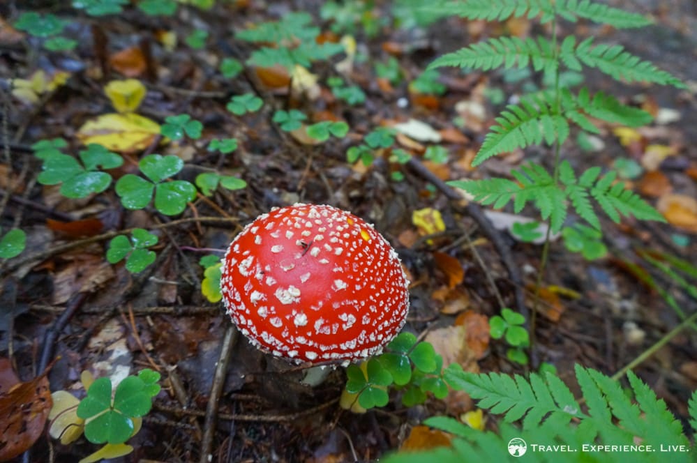 Fly agaric