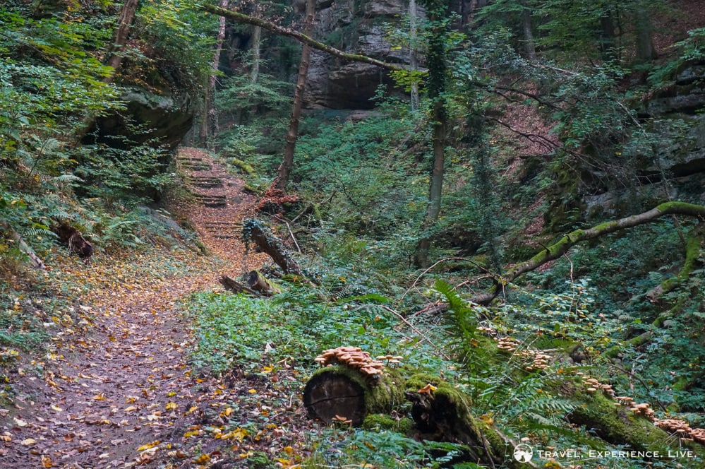 Lush forest in Luxembourg's Little Switzerland