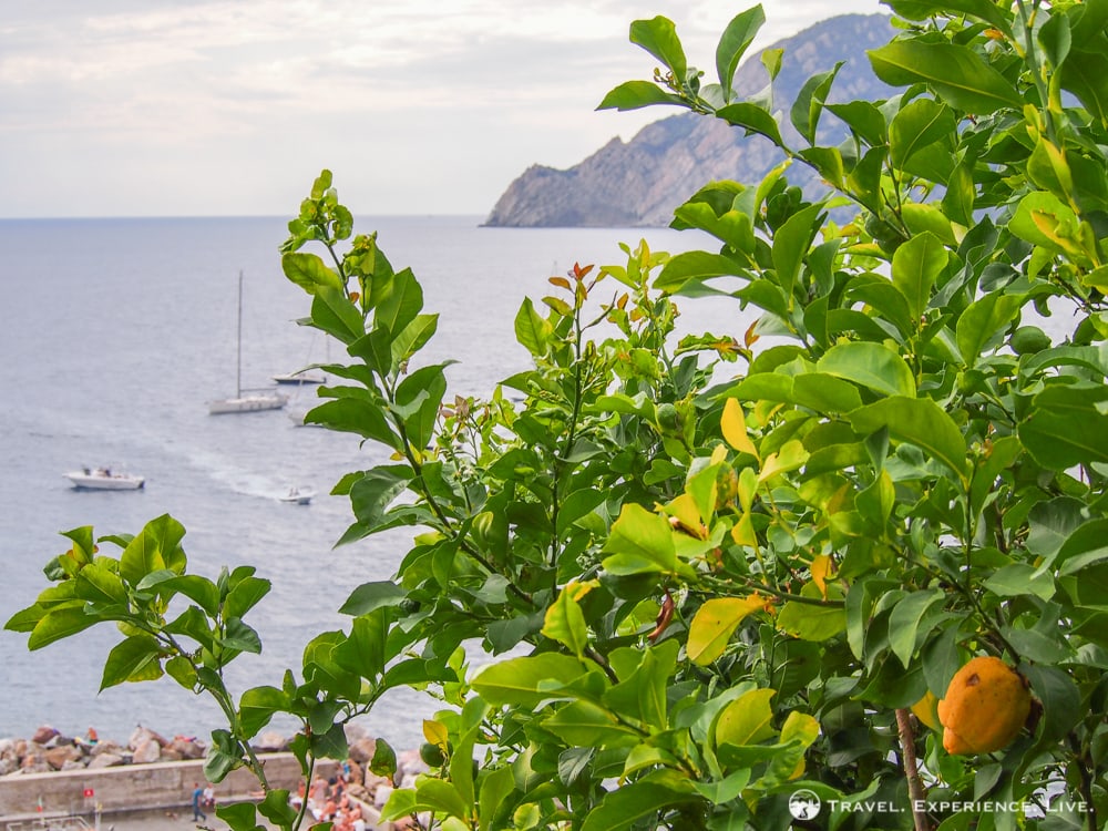 Lemon tree in Cinque Terre, Italy