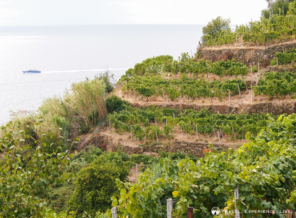 Terraced vineyard, Cinque Terre, Italy