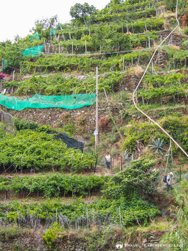 Terraced vineyards in Cinque Terre National Park, Italy