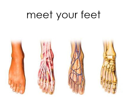 Best Hiking Footwear: Anatomy of the foot