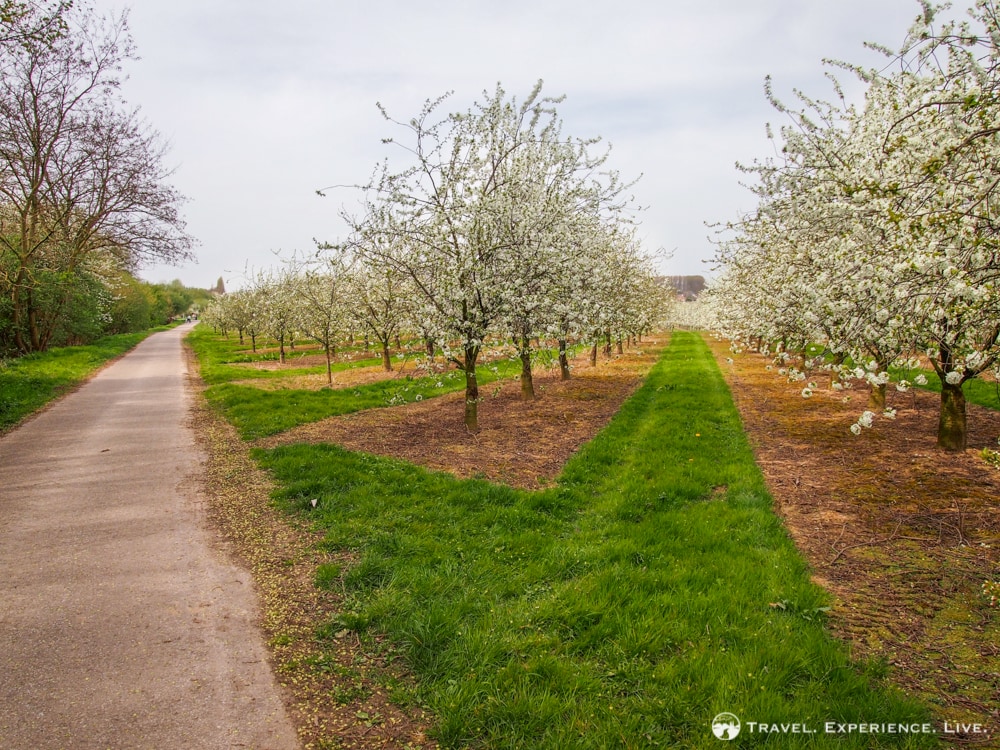 Bicycle path and orchards, Haspengouw