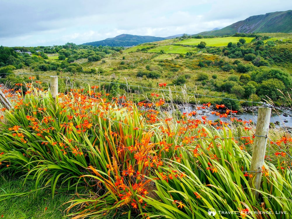 Wildflowers on the Ring of Kerry, Ireland