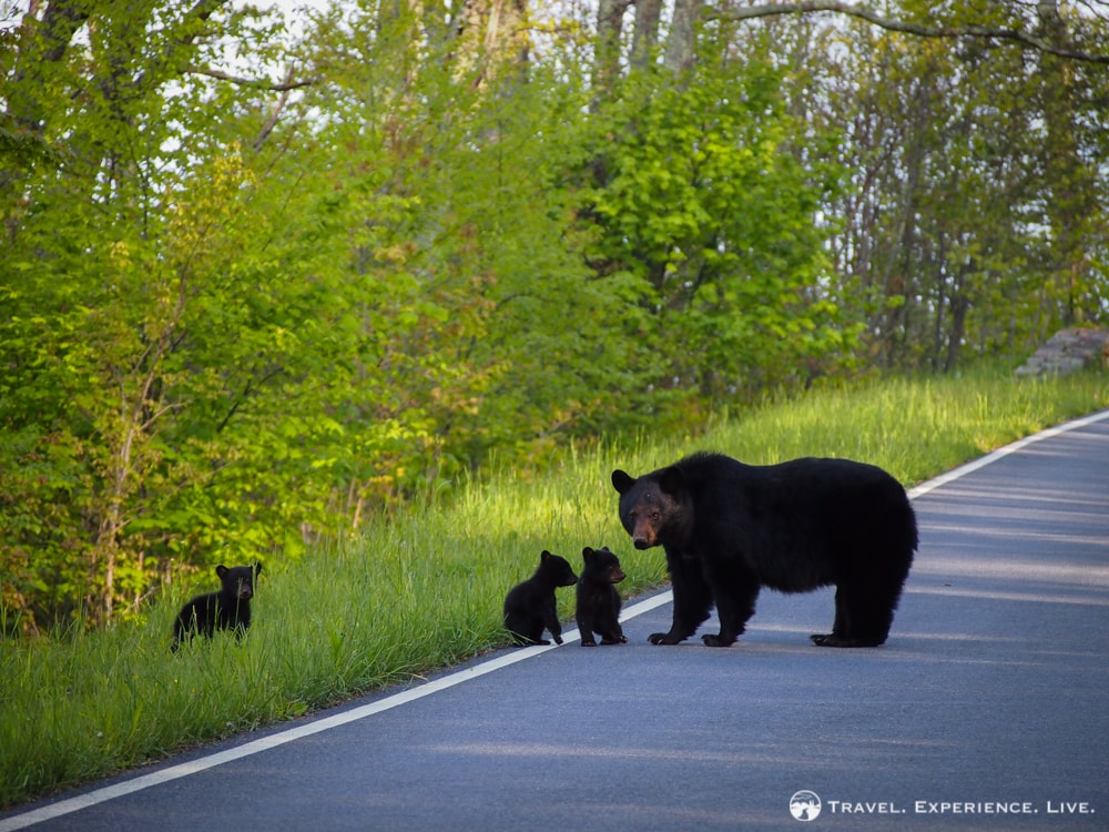 Black bear with cubs, Shenandoah National Park