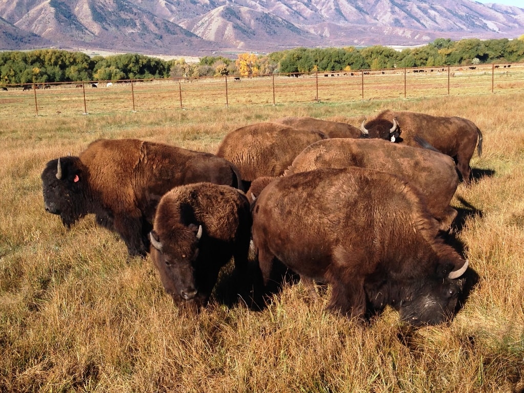 Buffalo at AWHC by Julie Hollist