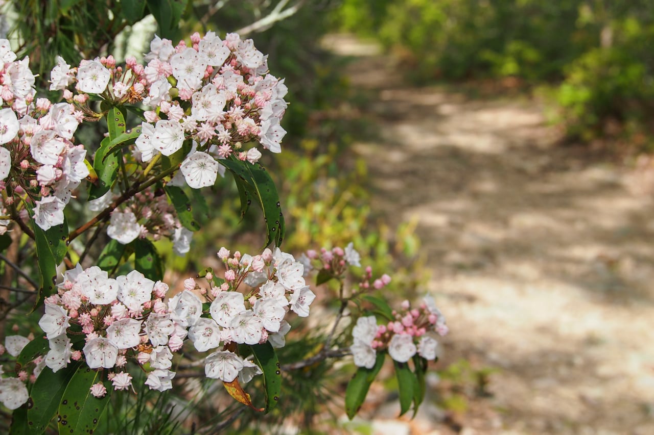 Mountain laurel in bloom, Shenandoah National Park Photos