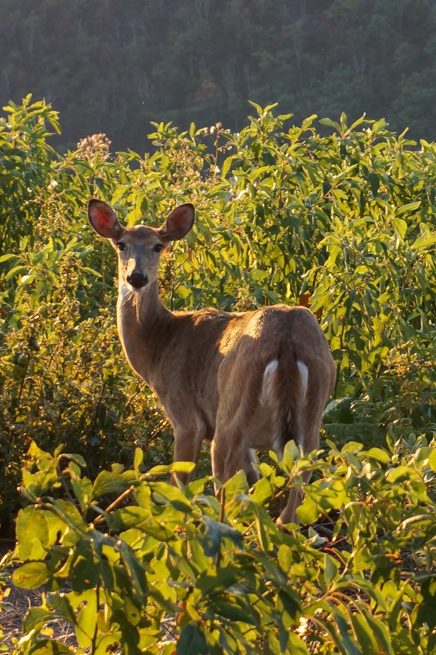 White-tailed deer in Shenandoah National Park, Virginia