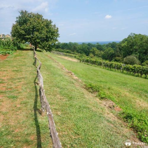 Vineyard at Monticello, Charlottesville