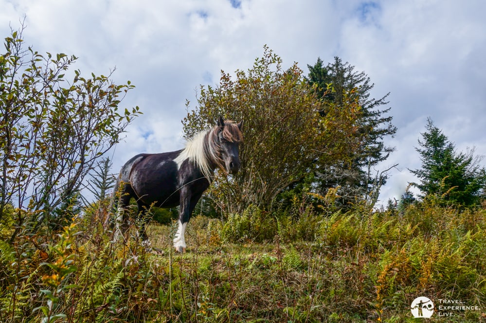 Friendly wild pony in Grayson Highlands State Park