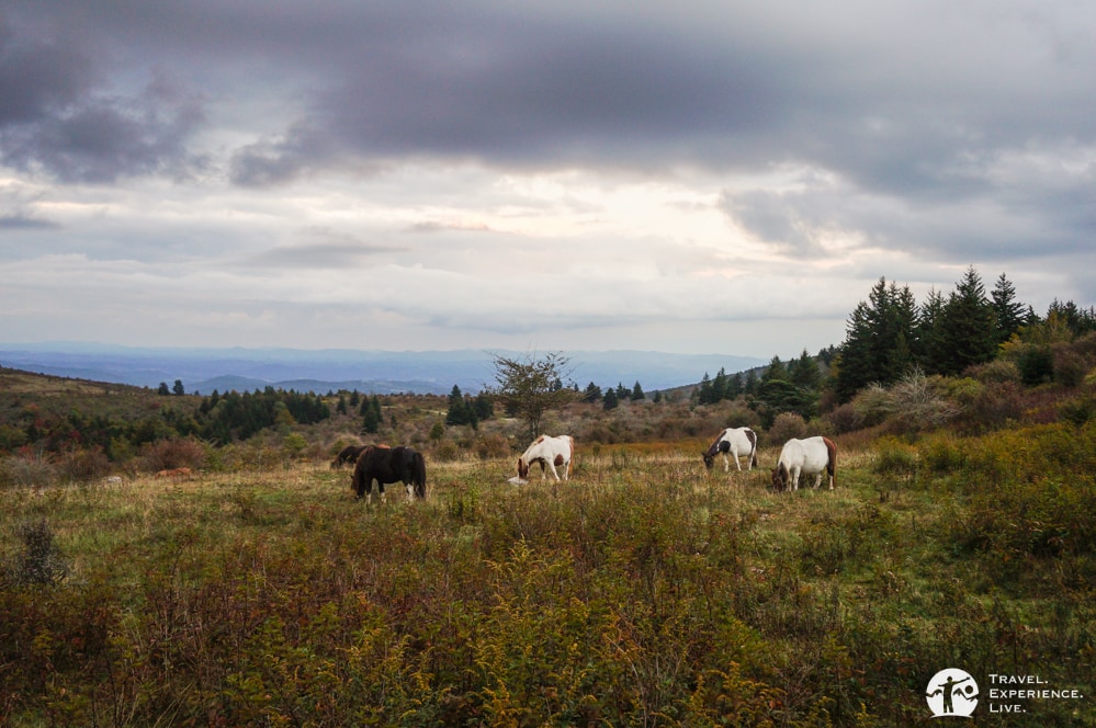 Grazing ponies at dusk, Grayson Highlands