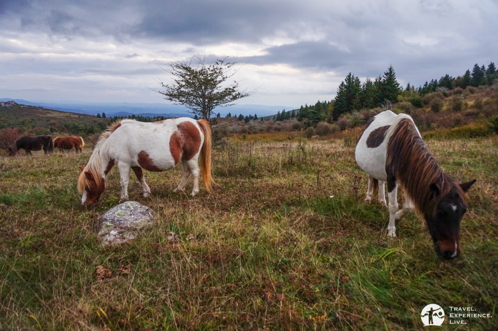 Grazing ponies in Virginia's Grayson Highlands