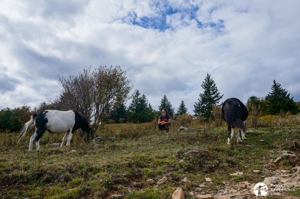 Hanging out with the wild ponies in Grayson Highlands State Park