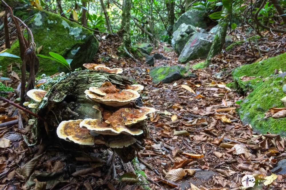 Mushrooms on a hiking trail