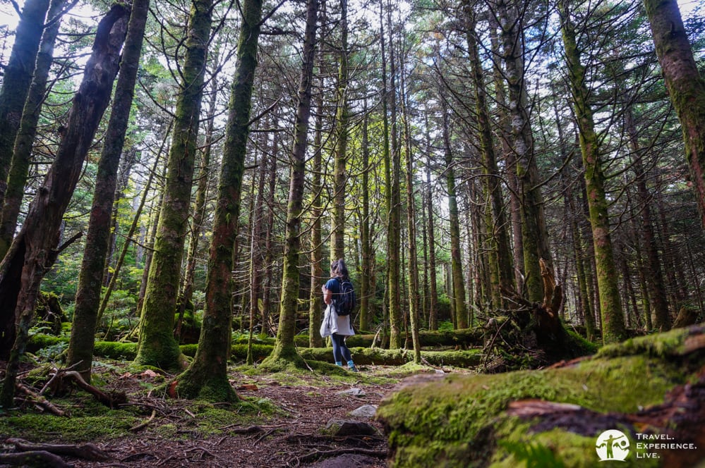 Pine forest on Mount Rogers, Virginia