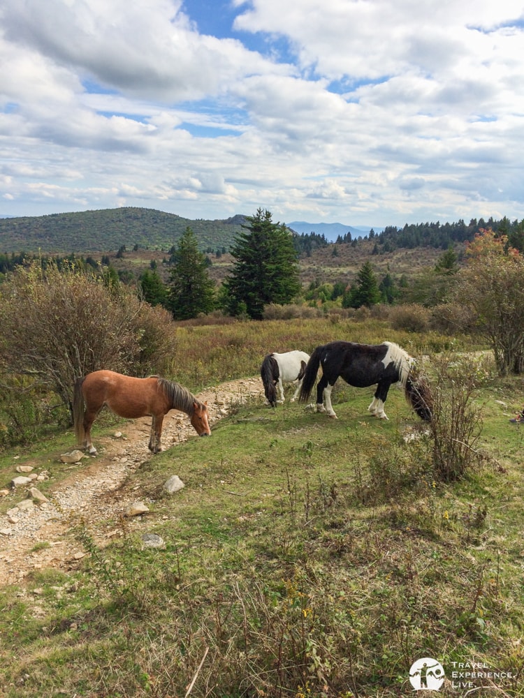 Ponies in Grayson Highlands State Park