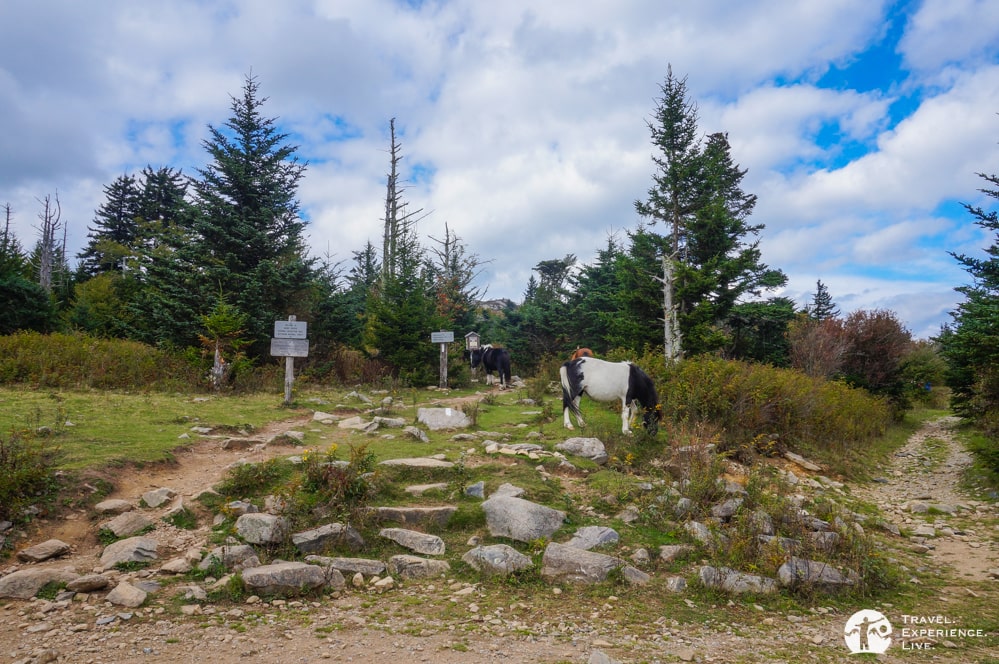 Ponies in Mount Rogers National Recreation Area