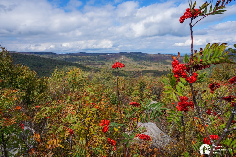 Rowan berries, Grayson Highlands, Virginia