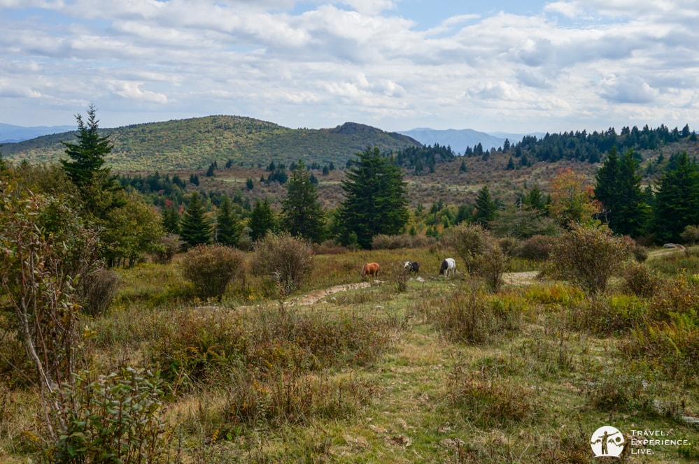 Wild ponies, Virginia's Grayson Highlands