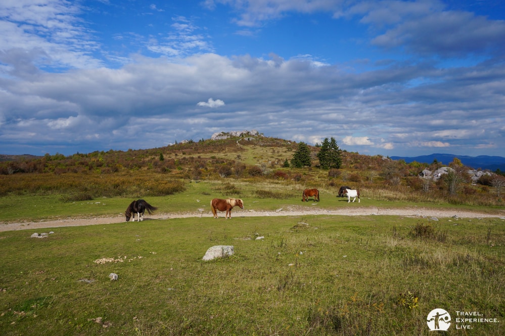 Wild ponies in Grayson Highlands State Park